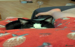 Domestic Shorthair cats for sale: Looking for a Loving Home for Our Sweet Cat 🐾 - Image 1