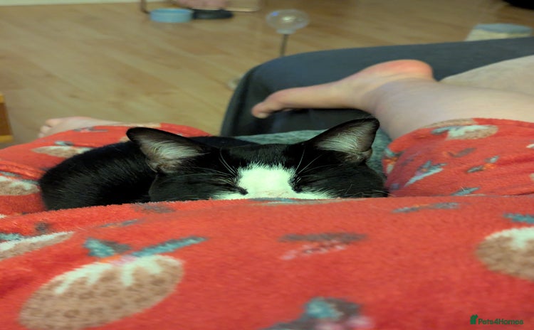 Domestic Shorthair cats - Advert 2