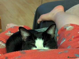 Domestic Shorthair cats - Advert 23