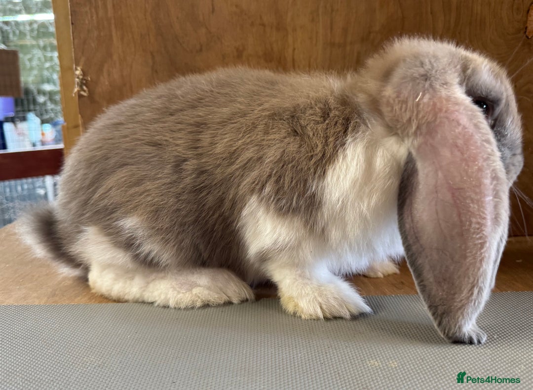 French Lop rabbits for sale: Beige Butterfly French Lop Baby Doe - Image 2