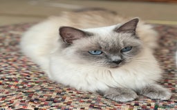 Ragdoll cats for sale:  Beautiful Blue colour point Ragdoll kittens   - Image 13
