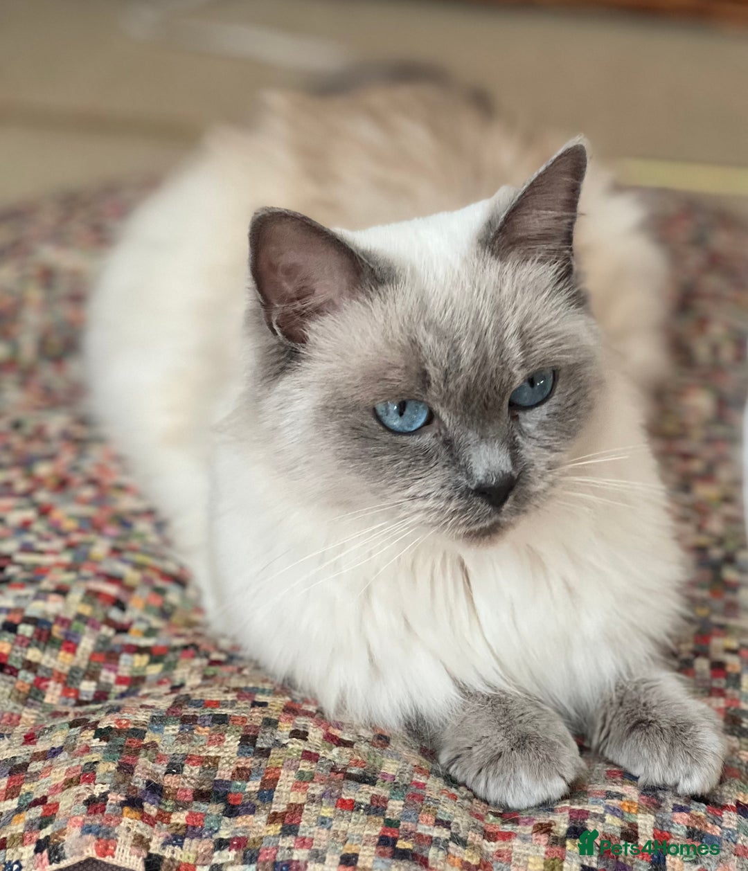 Ragdoll cats for sale:  Beautiful Blue colour point Ragdoll kittens   - Image 13