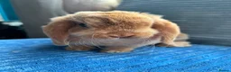 Mini Lop rabbits for sale: 🦋Pure Breed Mini plush lop 🦋 in Halstead - Advert 10