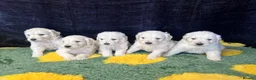 Goldendoodle dogs for sale: Beautiful f1 goldendoodle puppies  - Advert 5