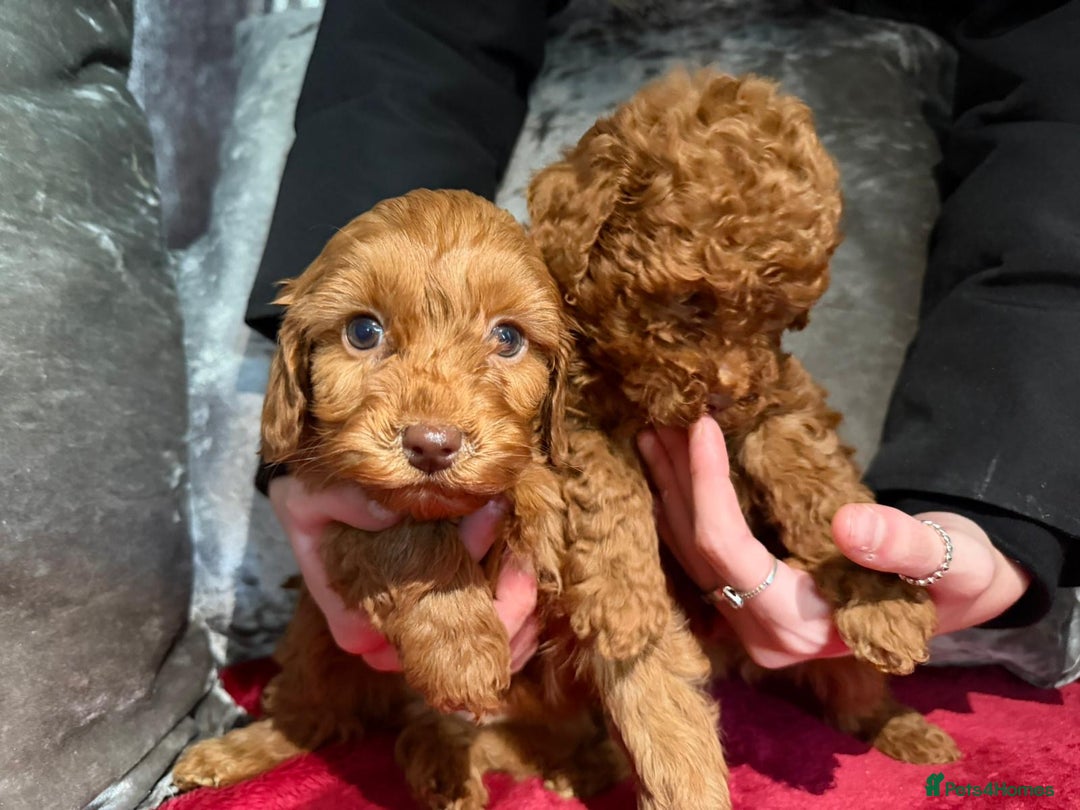 Cockapoo dogs for sale: Red cockerpoo pups for rehoming  - Advert 2