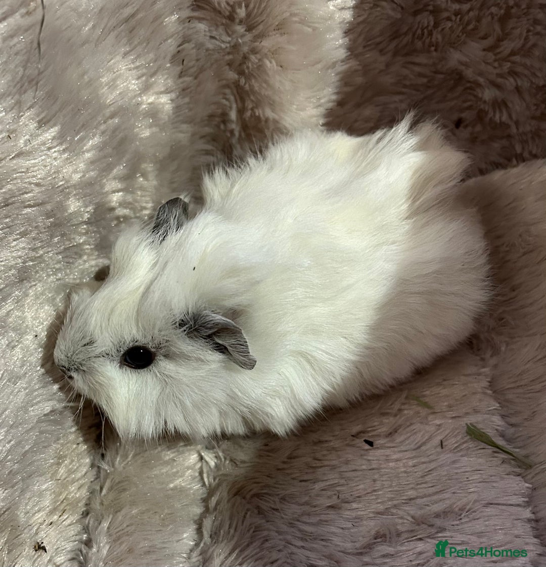 Guinea Pig rodents for sale: GORGEOUS BABY GUINEA PIGS - Advert 15