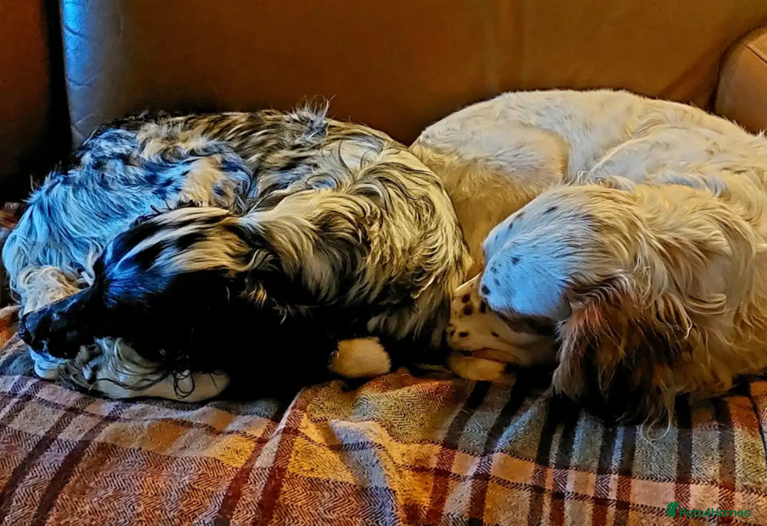 English Setter dogs for adoption: Lucas - Advert 11