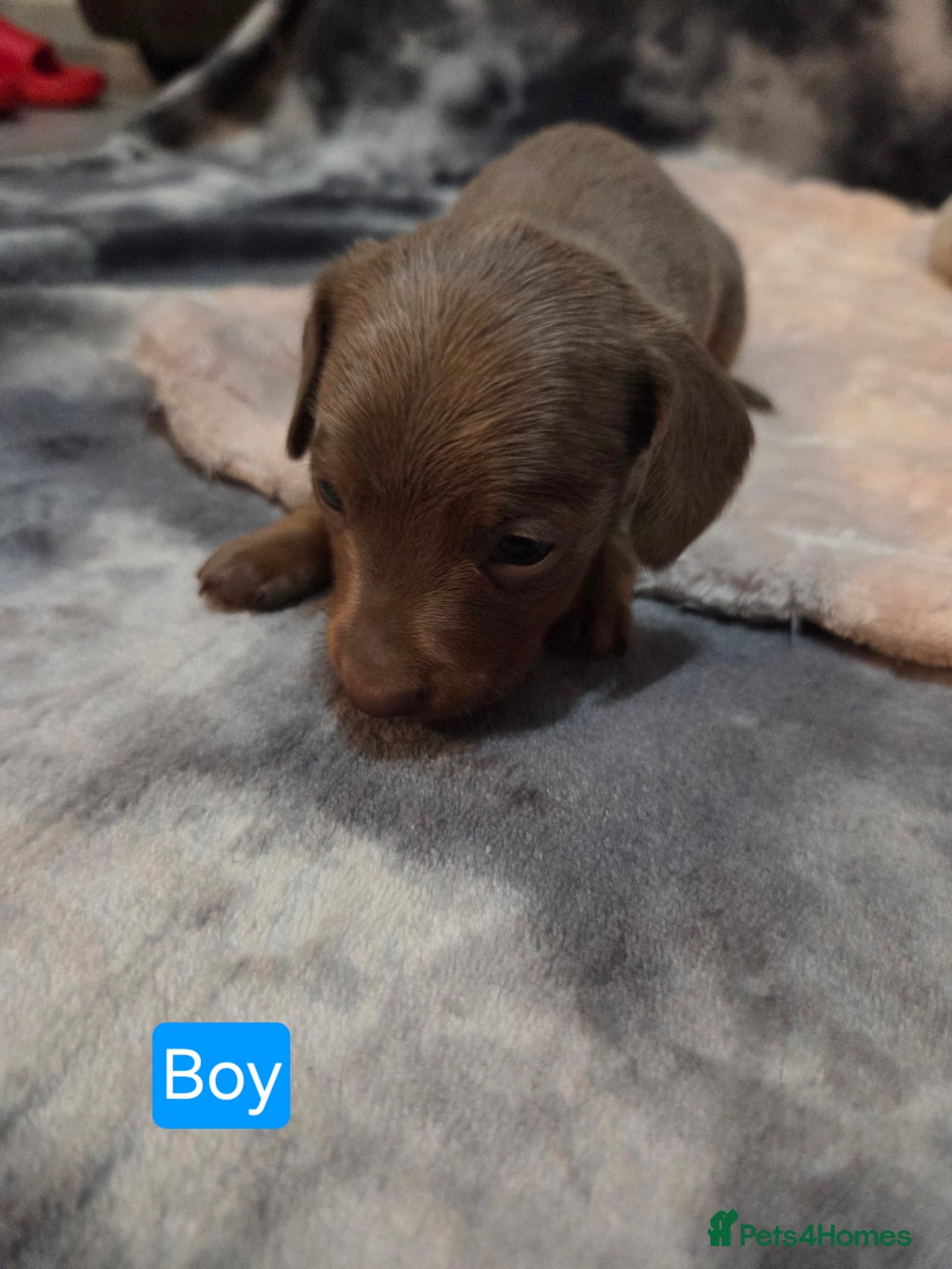 Miniature Dachshund dogs for sale: Miniature dachshund pups KC Reg - Advert 4