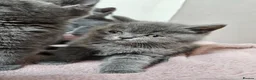 British Shorthair cats for sale: British Shorthair Kittens Imported Parents  in Peterborough - Advert 11