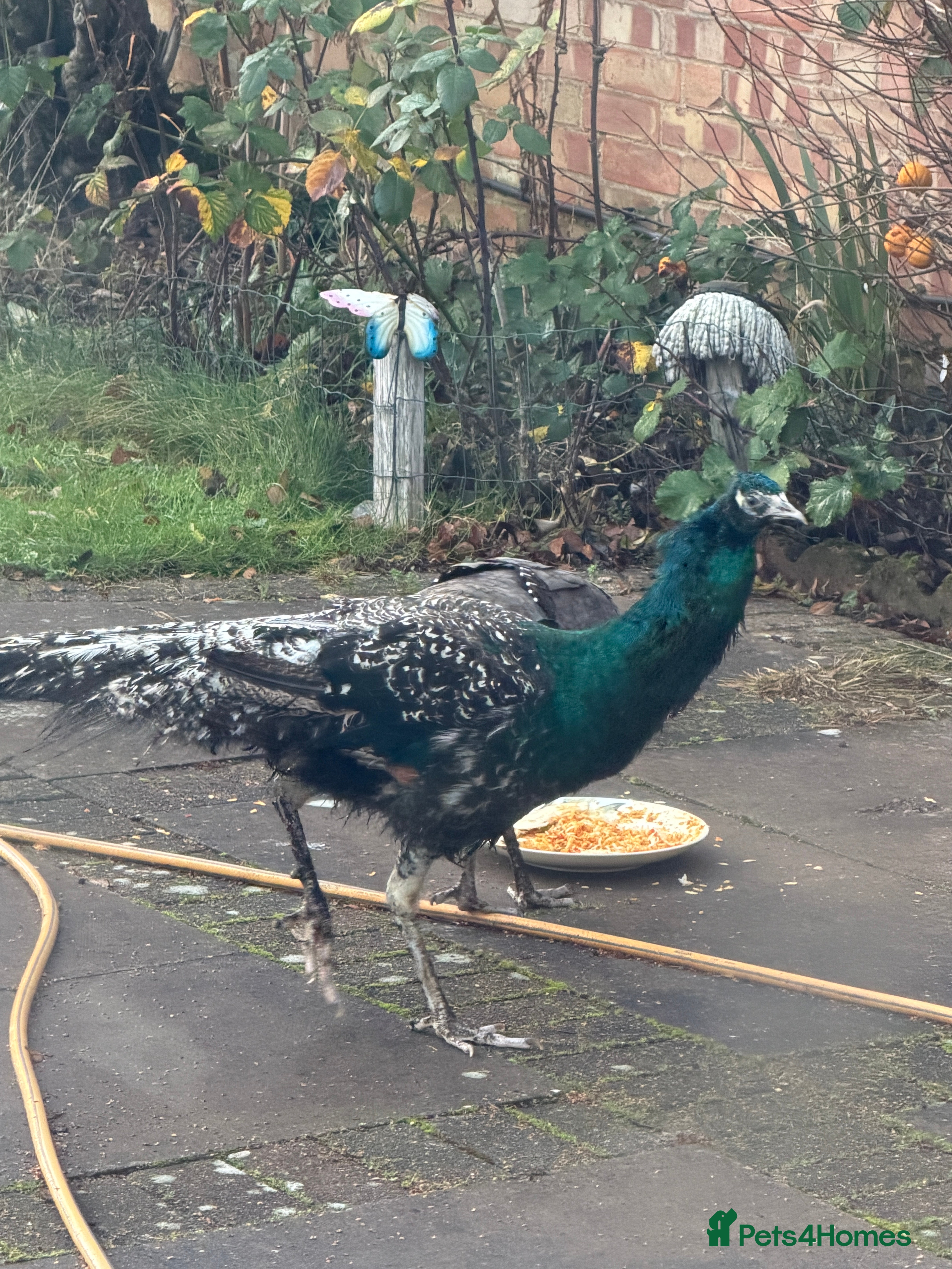 Peafowl poultry Peacock Peafowl 🦚  - Advert 1