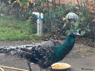 Peafowl poultry Peacock Peafowl 🦚 - Advert 1