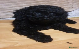 Jackapoo dogs for sale: Beautiful Jackapoo x Asian Toy poodle F1B - Image 18
