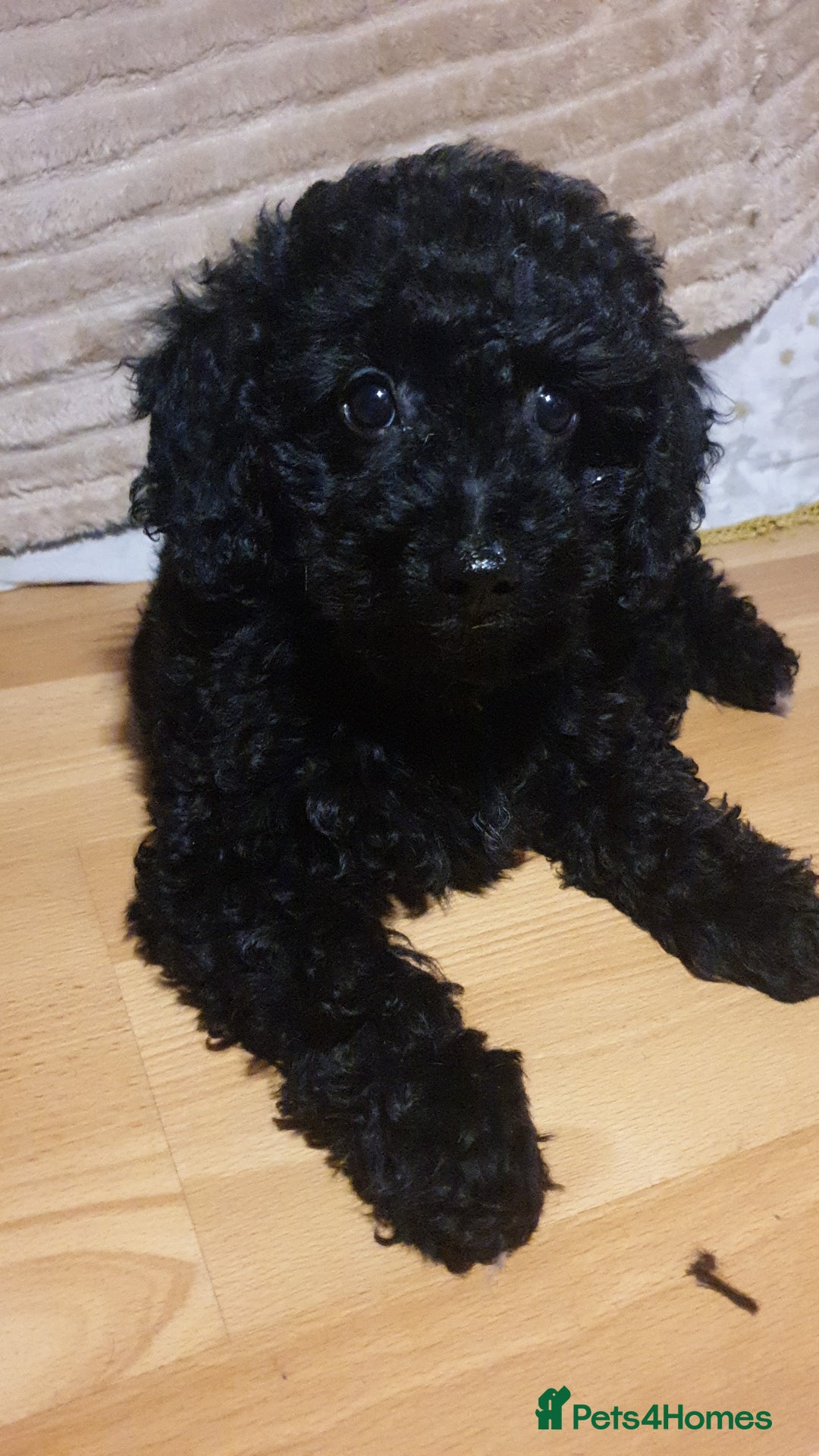 Jackapoo dogs for sale: Beautiful Jackapoo x Asian Toy poodle F1B - Image 18