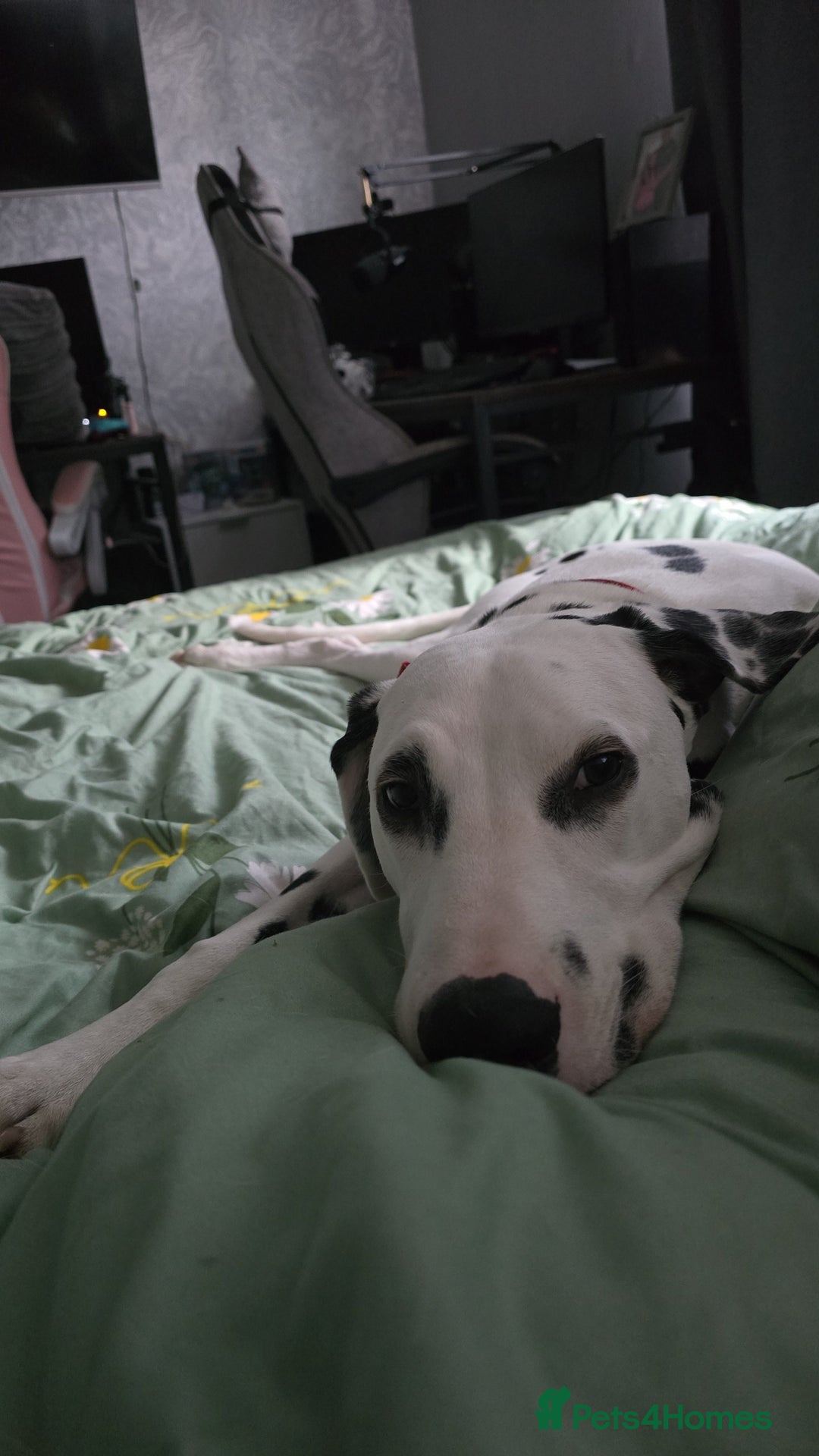 Dalmatian dogs for sale: Dalmatian looking for a forever home - Image 4