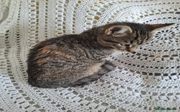 British Shorthair cats for sale: domestic kittens to sale - Image 5