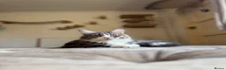 Maine Coon cats for sale: Maine Coon Kittens available  in Thetford - Advert 8