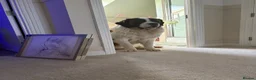 Saint Bernard dogs for sale: Bruno 18month Saint Bernard  in Chesterfield - Advert 2