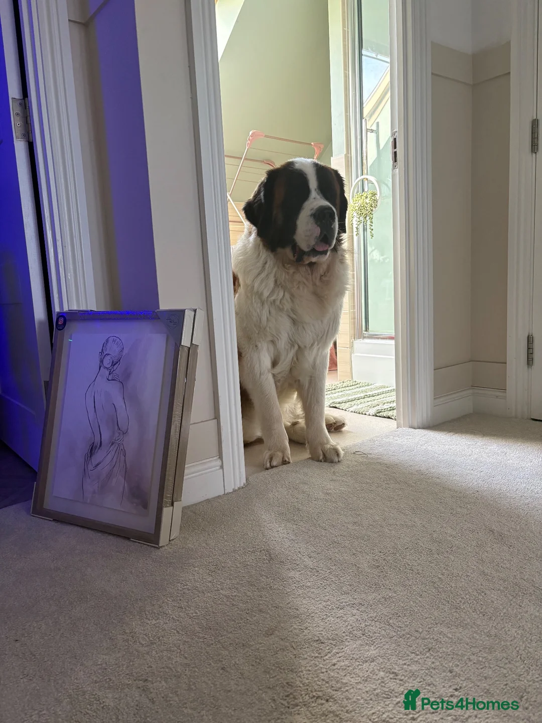 Saint Bernard dogs for sale: Bruno 18month Saint Bernard  in Chesterfield - Advert 2