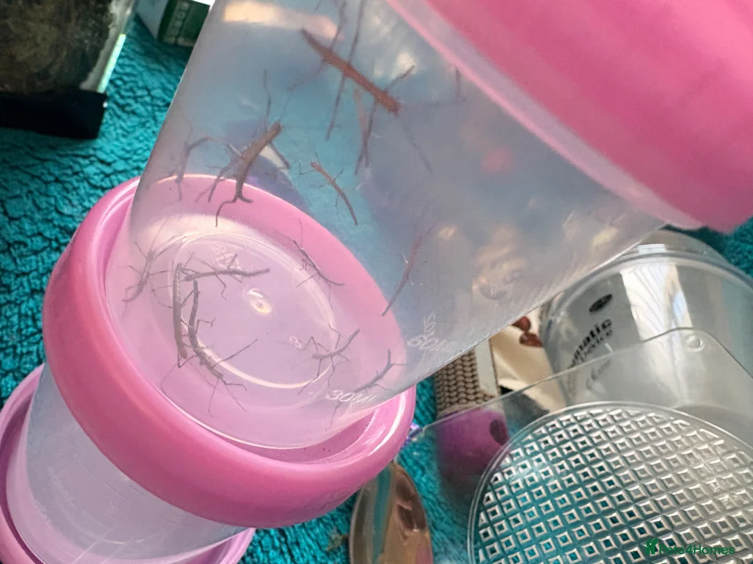 Stick Insects invertebrates for sale: Indian Stick insects for sale! - Advert 2