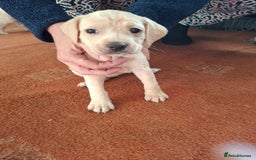 Mixed Breed dogs for sale: Puppys - Image 6