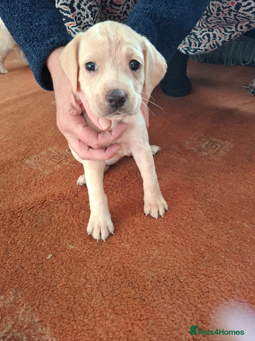 Mixed Breed dogs for sale: Puppys - Image 6