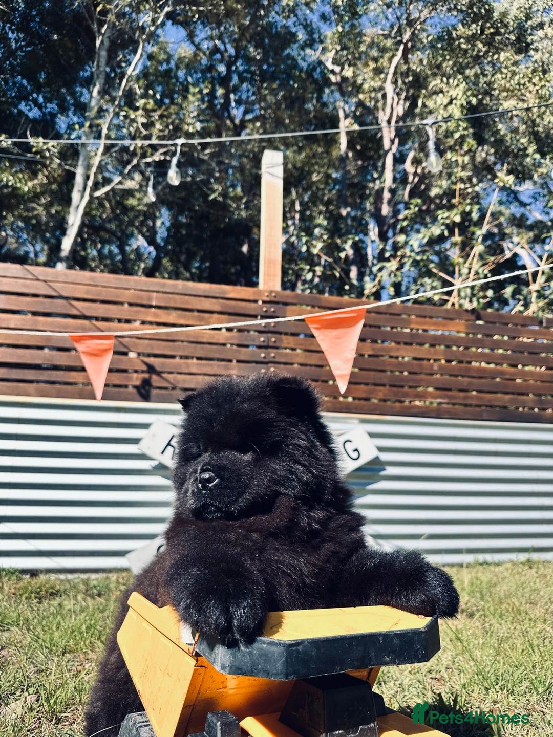 Chow Chow dogs for sale: Purebred Chow Chows Puppies  - Image 2