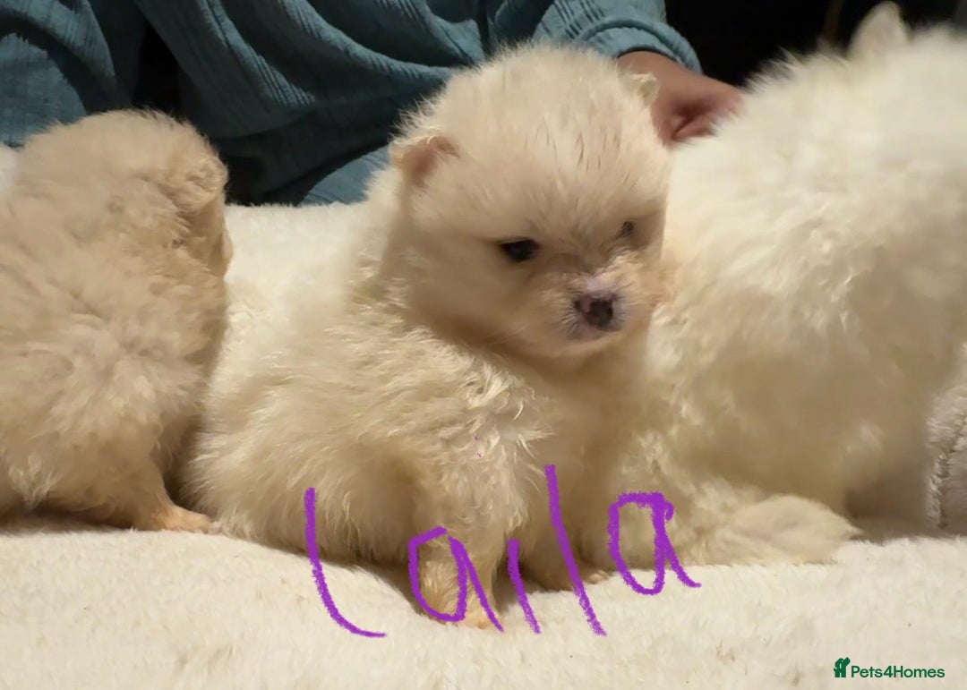Pomeranian dogs for sale: Pomeranian puppies  - Advert 5