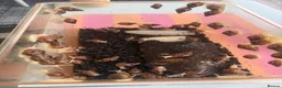 Snails invertebrates for sale: Giant African Land Snails  in Polegate - Advert 5