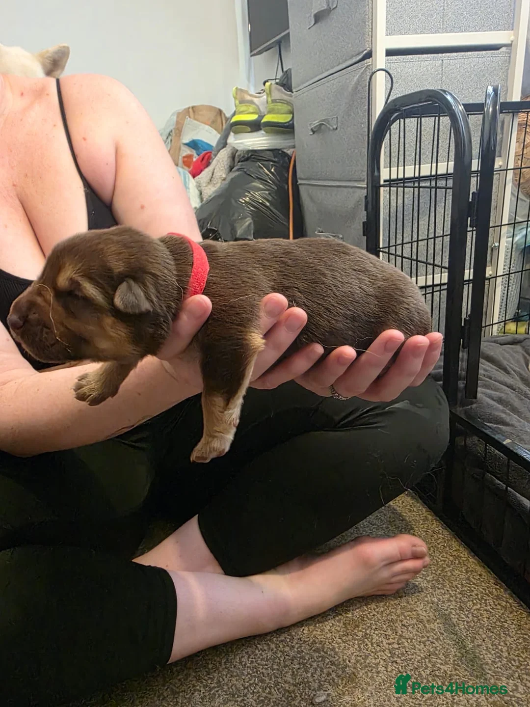 Mixed Breed dogs for sale: German Shepherd X Alaskan Shepherd  - Advert 7