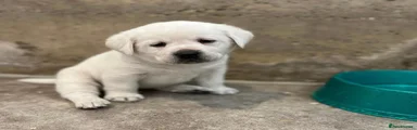 Labrador Retriever 7