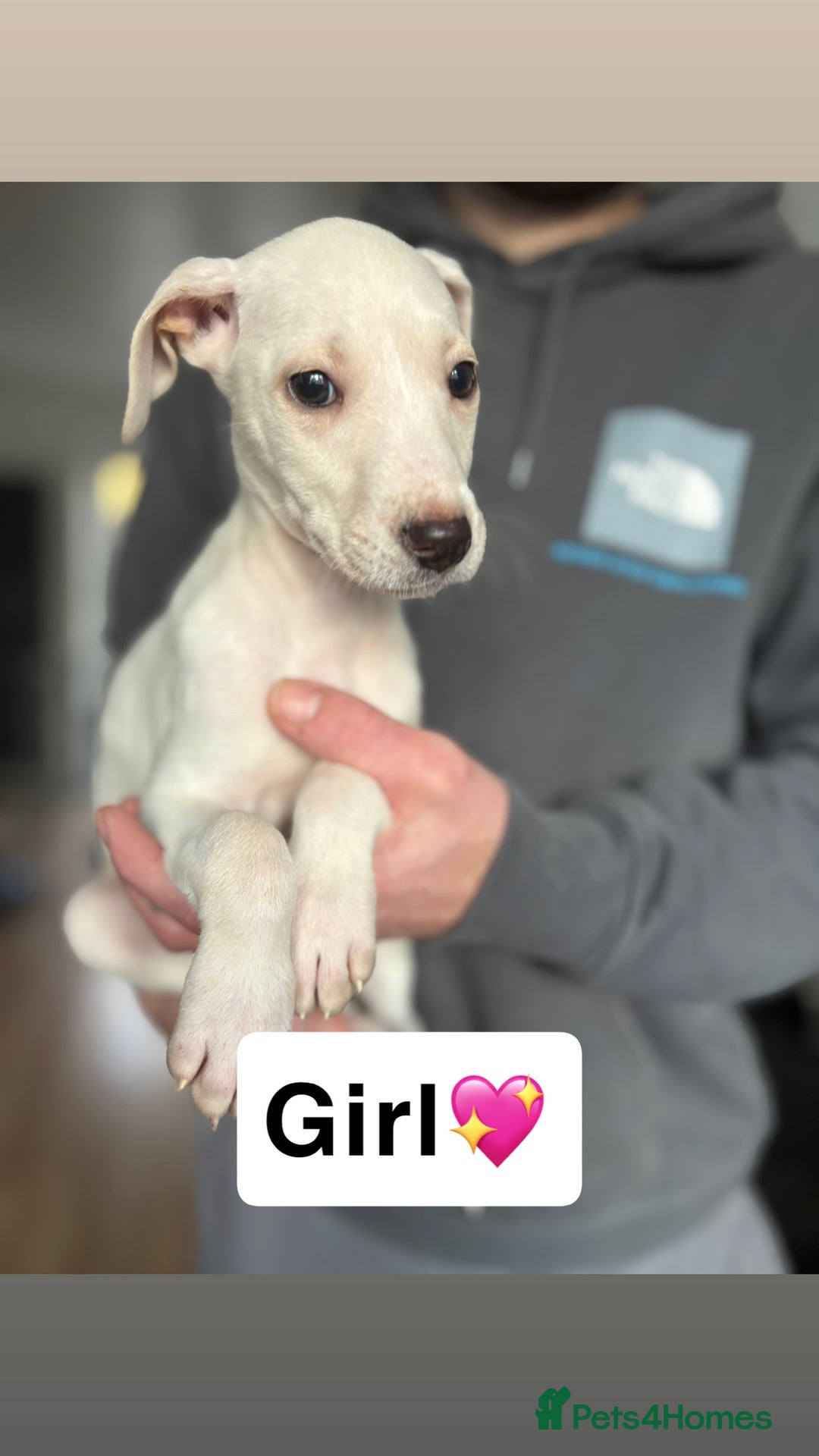 Saluki dogs for sale: PRICE DROP… SALUKI COLLIE BULL GREYHOUNDS - Advert 4