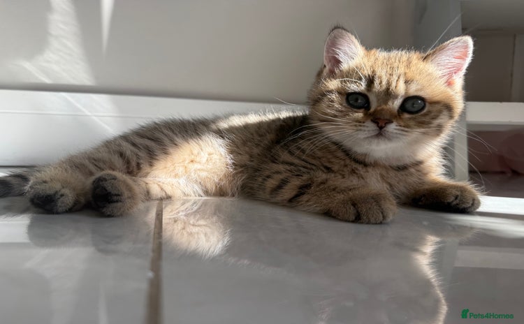 British Shorthair cats - Advert 16