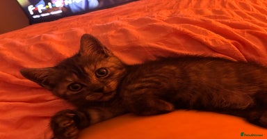 British Shorthair cats - Advert 11