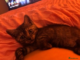 British Shorthair cats - Advert 7