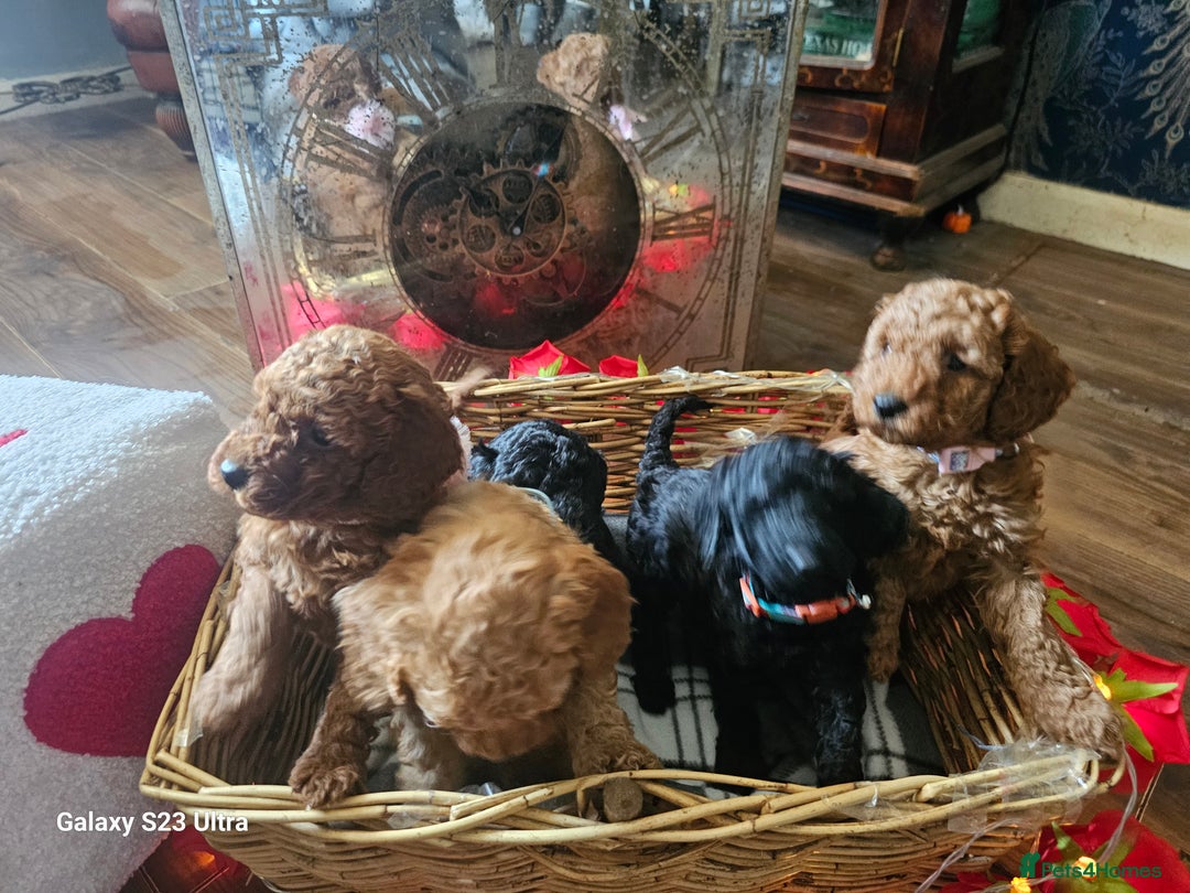 Miniature Poodle dogs for sale: Kc reg outstanding miniature Poodles in Stourbridge - Image 28