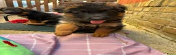 German Shepherd dogs for sale: KC German Shepherd puppies  - Advert 34