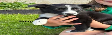 Border Collie 1