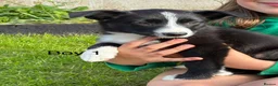 Border Collie dogs for sale: Beautiful Border Collie Puppies in Llanwrda - Advert 6