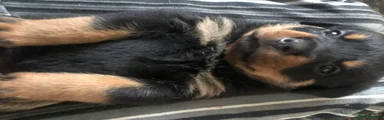 Rottweiler 5