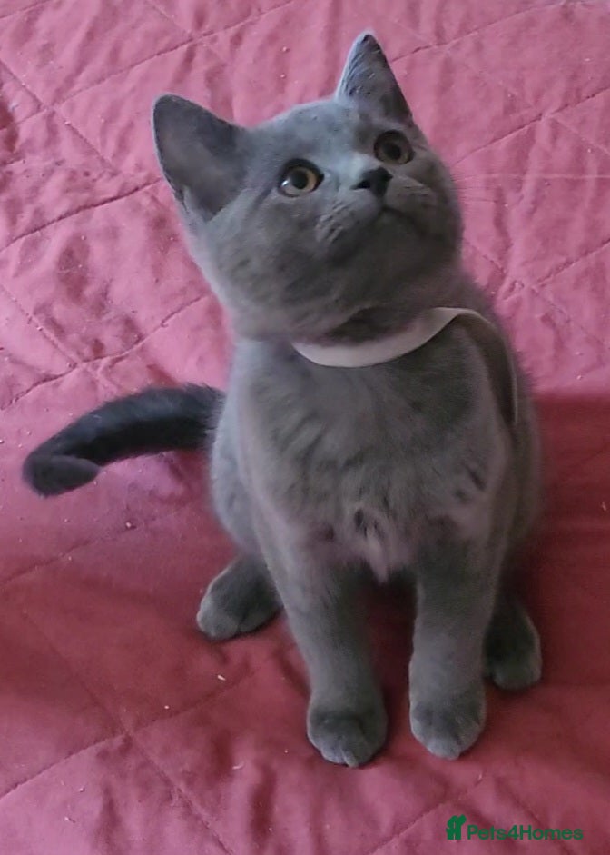 British Shorthair cats British Blue shorthair kittens  - Advert 6