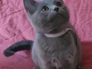 British Shorthair cats British Blue shorthair kittens - Advert 6