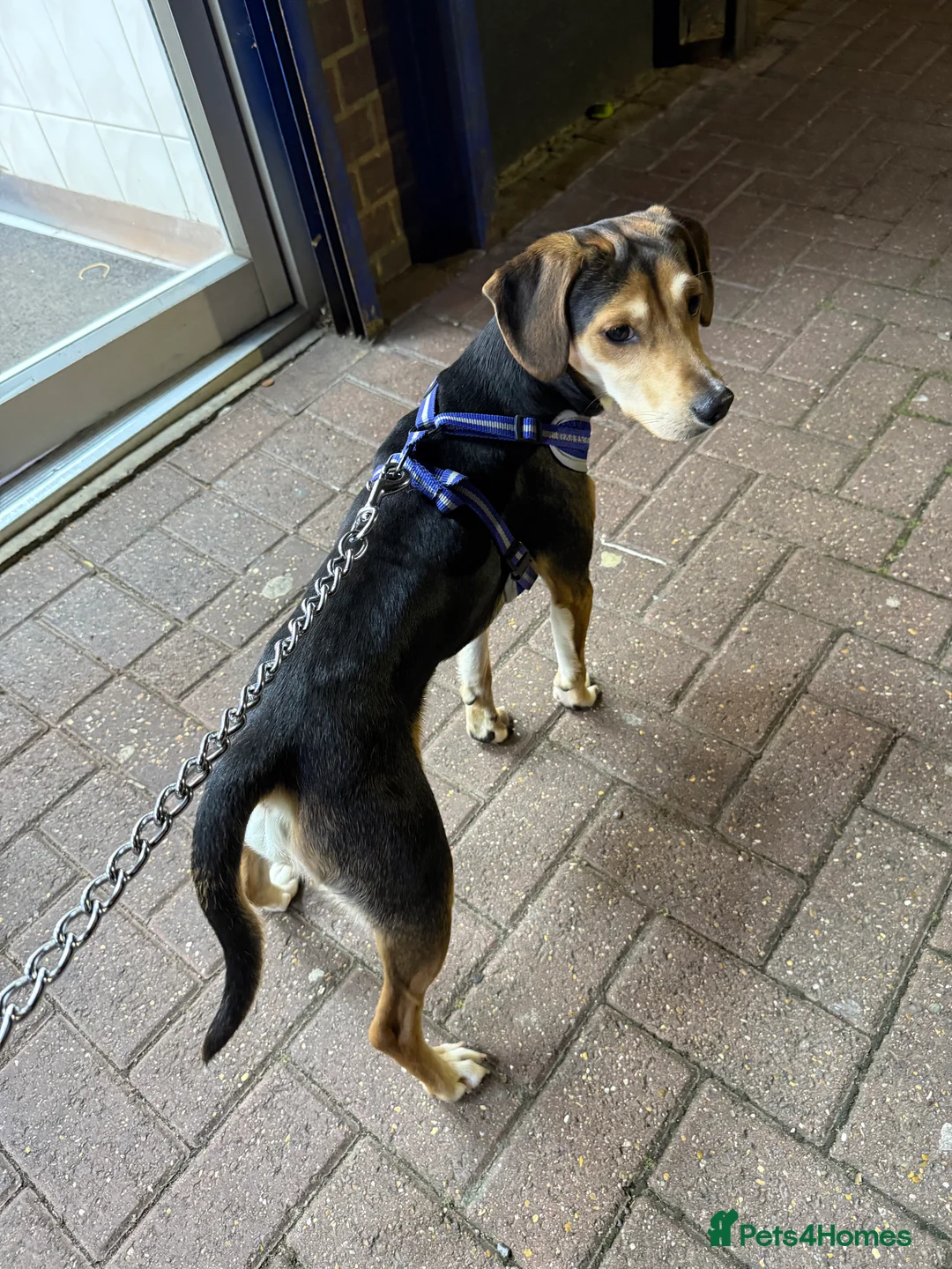 Mixed Breed dogs for sale: Jack Russell / spaniel mix  - Advert 8