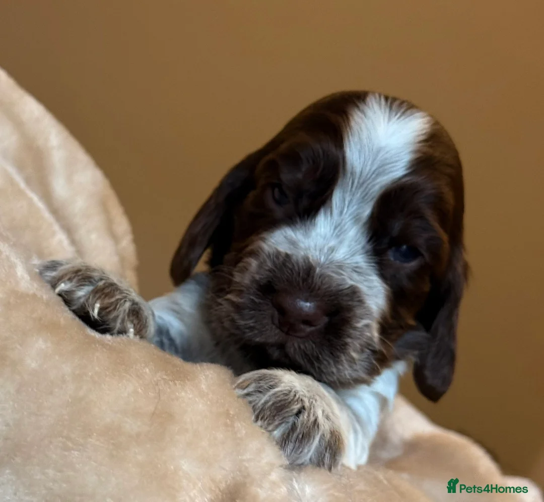 Cocker Spaniel dogs for sale: Show type cocker spaniels  - Advert 26