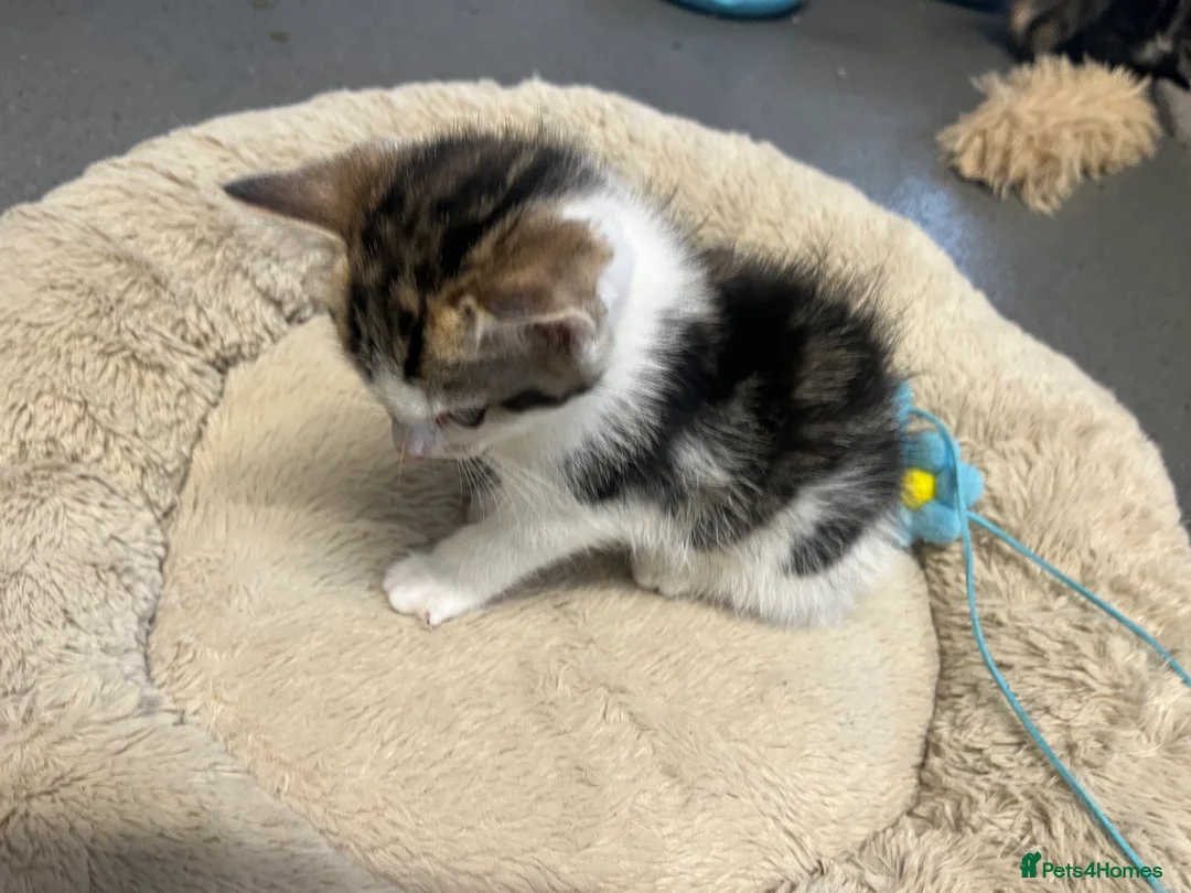 Mixed Breed cats for sale: Stunning 8 week old Mixed Breed Female kittens - Advert 3