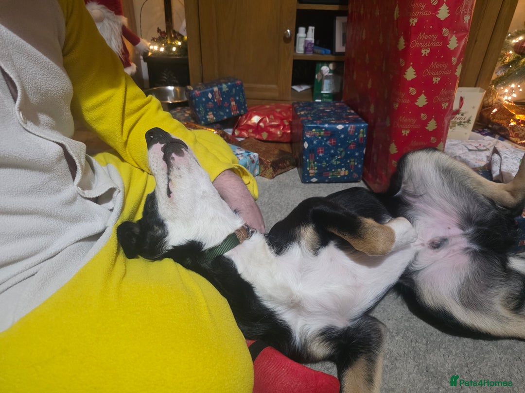 Border Collie dogs for sale: Border Collie Tri Colour - Advert 5