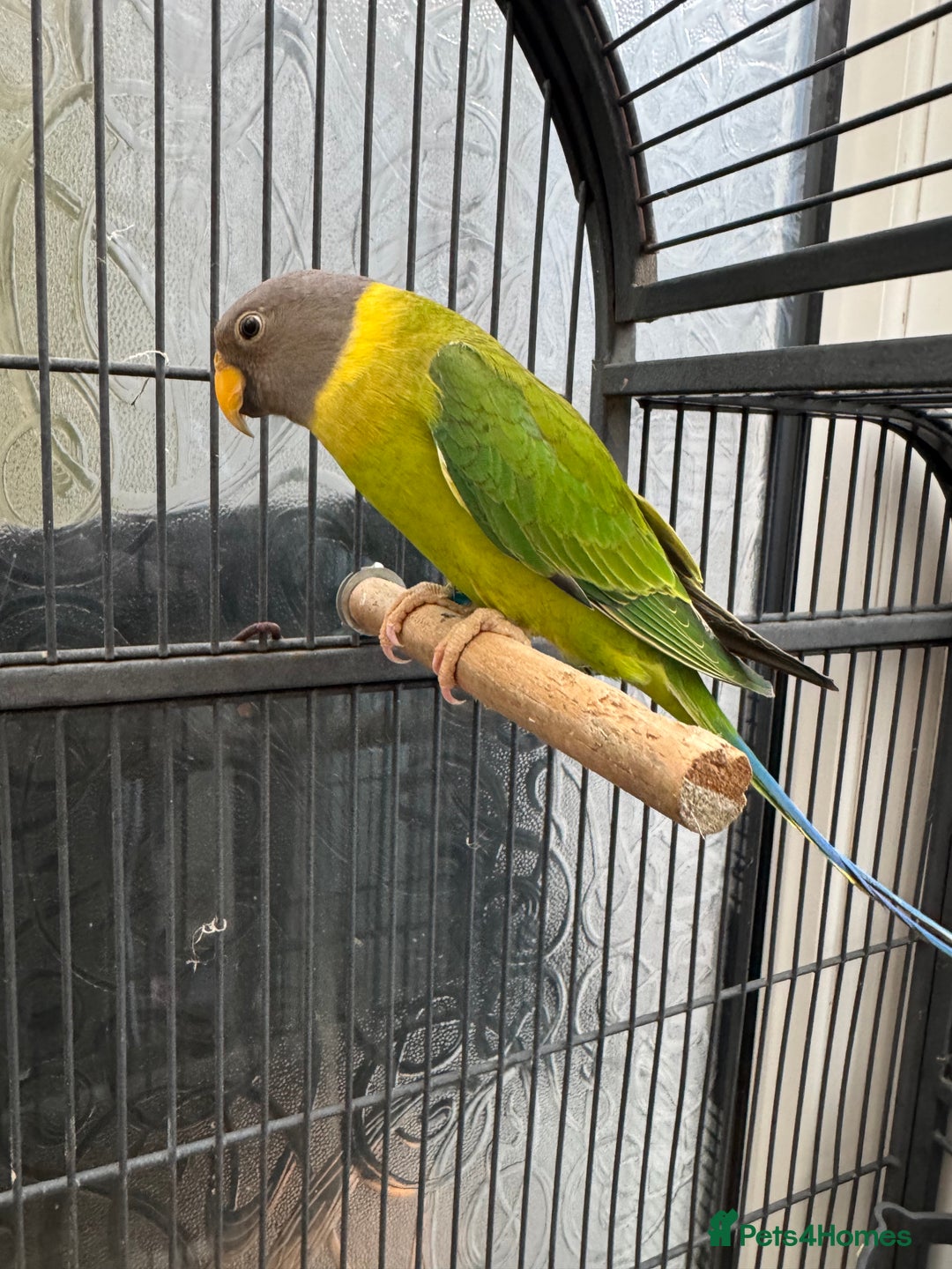 Parrots birds for sale: Tame plum head parrot for sale  - Advert 2