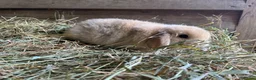Mini Lop rabbits for sale: Gorgeous pure Mini lops  - Advert 6