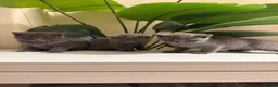 British Shorthair cats for sale: Beautiful British short hair kittens  - Advert 7