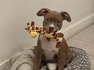 American Bull Staffy dogs Beautiful Home-Reared Puppies! - Advert 2