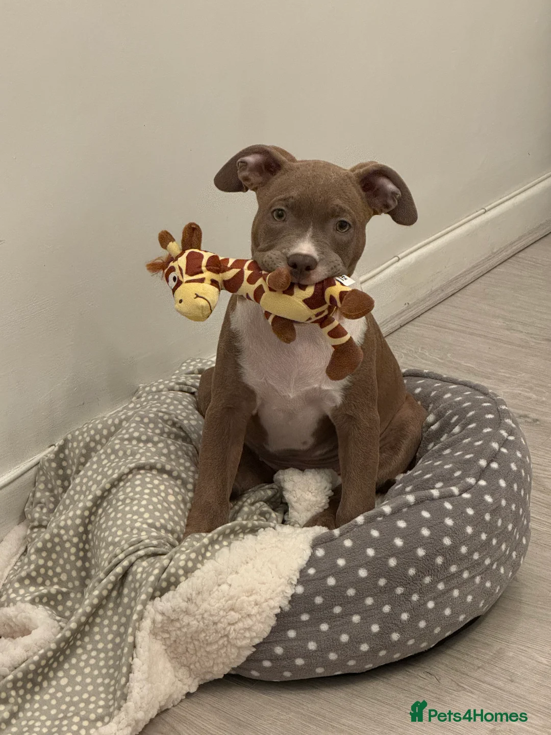 American Bull Staffy dogs for sale: Beautiful Home-Reared Puppies! - Advert 1